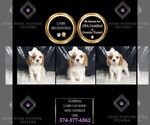 Puppy 2 Cavalier King Charles Spaniel