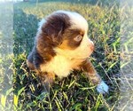 Small #2 Miniature Australian Shepherd