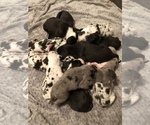 Small Photo #2 Great Dane Puppy For Sale in RIVERVIEW, FL, USA