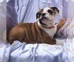 Small Photo #2 Bulldog Puppy For Sale in ORLANDO, FL, USA