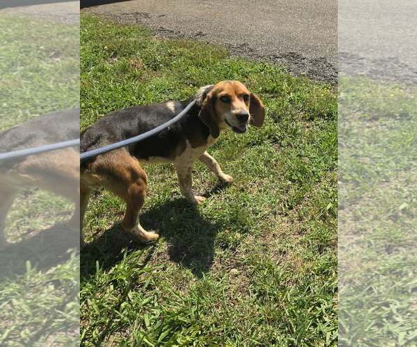 Medium Photo #1 Beagle Puppy For Sale in Rustburg, VA, USA