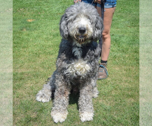 Medium Photo #4 Mutt Puppy For Sale in Huntley, IL, USA