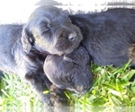 Small Photo #13 Goldendoodle Puppy For Sale in SUMMERFIELD, LA, USA