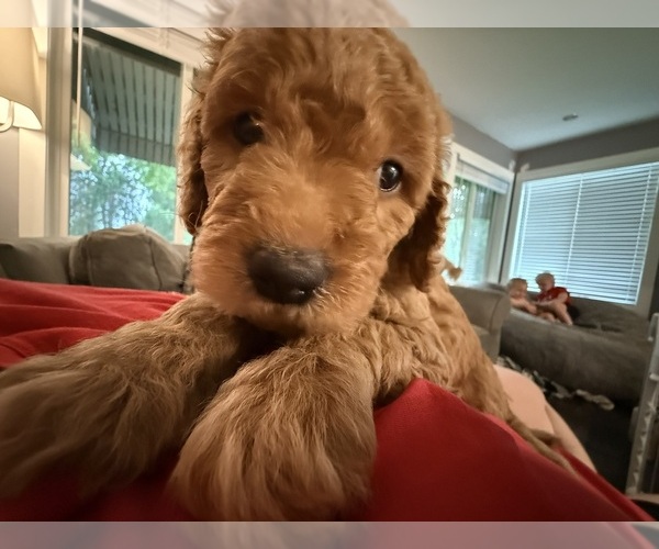 Medium Photo #13 Goldendoodle (Miniature) Puppy For Sale in NEWPORT, MN, USA
