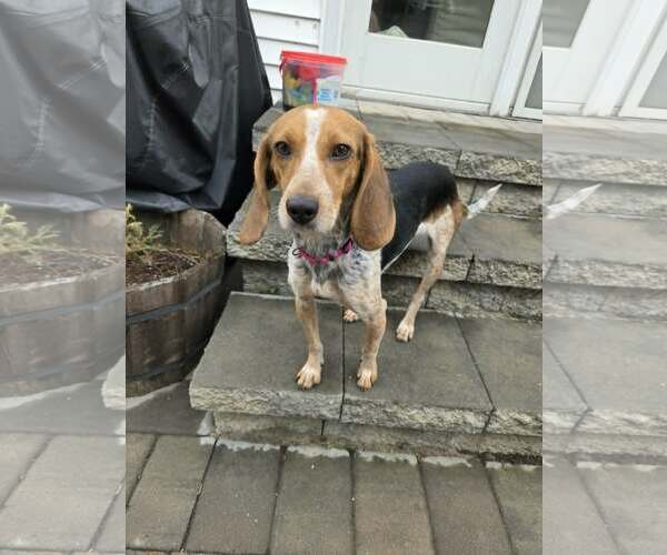 Medium Photo #4 Beagle-Unknown Mix Puppy For Sale in Woodbury, NY, USA