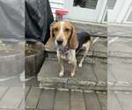 Small #3 Beagle Mix