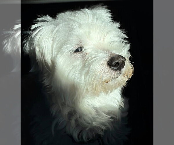 Medium Photo #1 Maltese-Unknown Mix Puppy For Sale in Bellevue, WA, USA