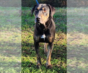 Mutt Dogs for adoption in Wetumpka, AL, USA