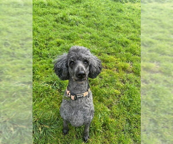 Medium Photo #2 Poodle (Standard) Puppy For Sale in Sequim, WA, USA