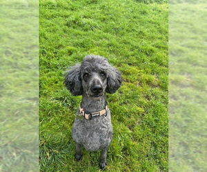 Neela - Female Poodle (Standard) Dog for Adoption - Photo #2