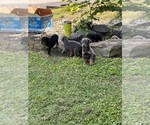 Small Photo #19 Doberman Pinscher Puppy For Sale in CAMPTON, KY, USA