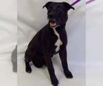 Small #10 Labrador Retriever Mix