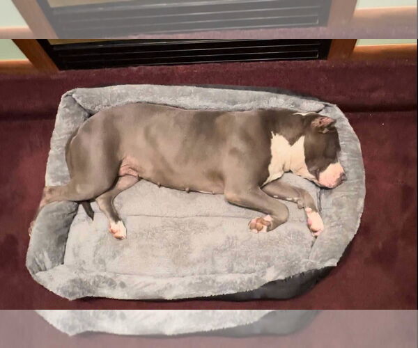Medium Photo #3 American Pit Bull Terrier-Unknown Mix Puppy For Sale in Saegertown , PA, USA