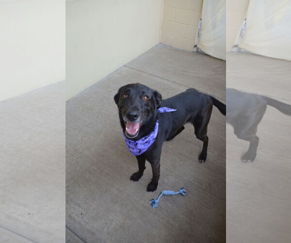 Medium Photo #2 Labrador Retriever-Unknown Mix Puppy For Sale in McKinney, TX, USA