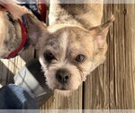Radar - Male ShiChi Dog for Adoption - Small photo