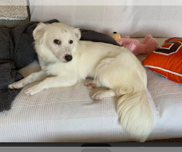 Medium Photo #3 Mutt Puppy For Sale in San Diego, CA, USA