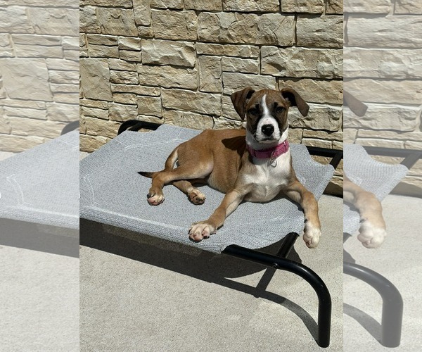 Medium Photo #3 Mutt Puppy For Sale in Coralville, IA, USA