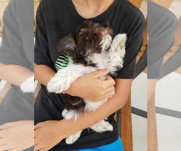 Medium Photo #8 Havanese Puppy For Sale in CASA GRANDE, AZ, USA