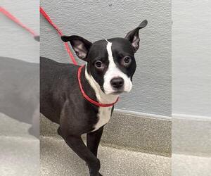 Mutt Dogs for adoption in Las Vegas, NV, USA