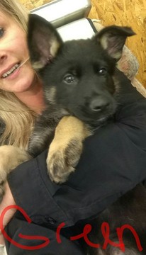 Medium Photo #1 German Shepherd Dog Puppy For Sale in SAINT CHARLES, MI, USA