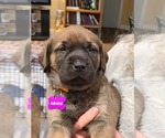 Puppy 1 Mastador-Mastiff Mix