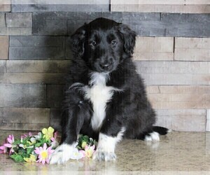 Gollie Puppy for sale in FREDERICKSBURG, OH, USA