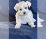 Small Photo #5 Schnauzer (Miniature) Puppy For Sale in FOWLER, CO, USA
