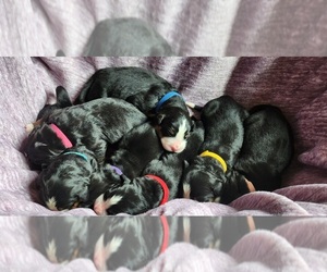 Bernese Mountain Dog Litter for sale in LACEY, WA, USA