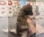 Small #15 Maltipom