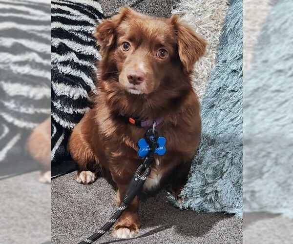 Medium Photo #8 Dachshund-Retriever  Mix Puppy For Sale in Tustin, CA, USA
