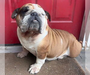 Bulldog Dogs for adoption in Brights Grove, Ontario, Canada