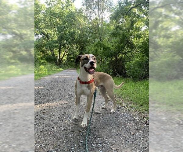 Medium Photo #3 Mutt Puppy For Sale in Forestville, MD, USA