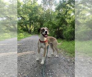 MELLO - Male Mutt Dog for Adoption - Photo #3