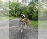 Small #2 Mutt