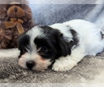 Small #2 Havanese