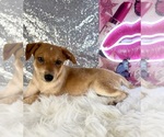 Shaggy - Male Rat-Cha Puppy for Sale - Photo #4