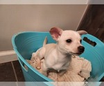 Small Photo #14 Chihuahua Puppy For Sale in MARIETTA, GA, USA