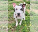Small #4 American Pit Bull Terrier Mix