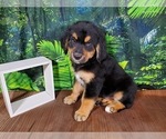 Small Photo #7 Golden Mountain Dog Puppy For Sale in BLACK FOREST, CO, USA