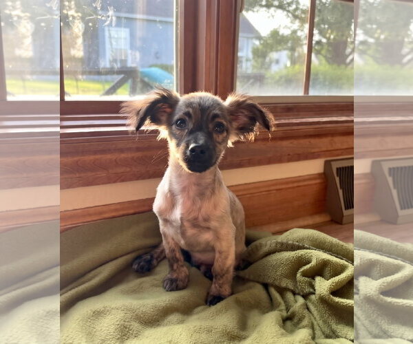 Medium Photo #2 Chihuahua-Unknown Mix Puppy For Sale in Genesee, WI, USA