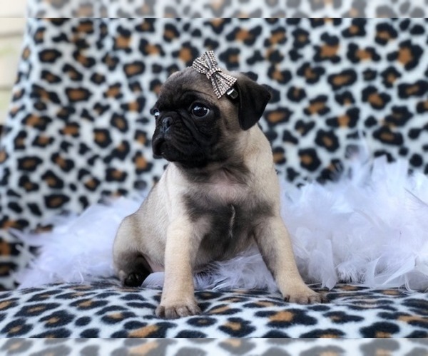 Medium Photo #11 Pug Puppy For Sale in LAKELAND, FL, USA