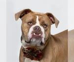 Small #1 Bullypit