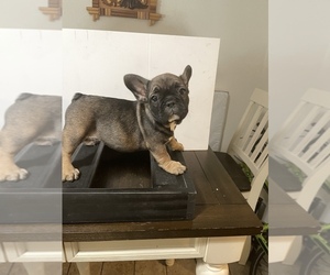 French Bulldog Puppy for Sale in NEW PORT RICHEY, Florida USA