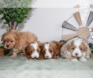 Maltipoo (Toy) Litter for sale in GOSHEN, IN, USA