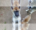 Small Photo #4 Wolf Hybrid Puppy For Sale in BURLESON, TX, USA