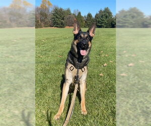 German Shepherd Dog Dogs for adoption in Derwood, MD, USA