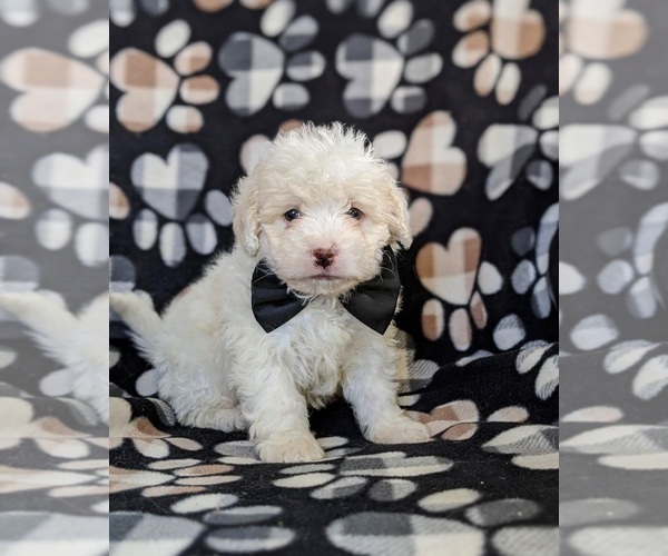 Medium Photo #3 Lhasa-Poo Puppy For Sale in LINCOLN UNIV, PA, USA