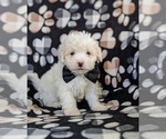 Small Photo #3 Lhasa-Poo Puppy For Sale in LINCOLN UNIV, PA, USA
