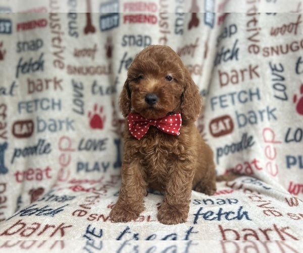 Medium Photo #2 Goldendoodle (Miniature) Puppy For Sale in LAKELAND, FL, USA