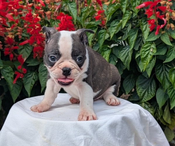 Medium Photo #17 Faux Frenchbo Bulldog Puppy For Sale in GOSHEN, IN, USA